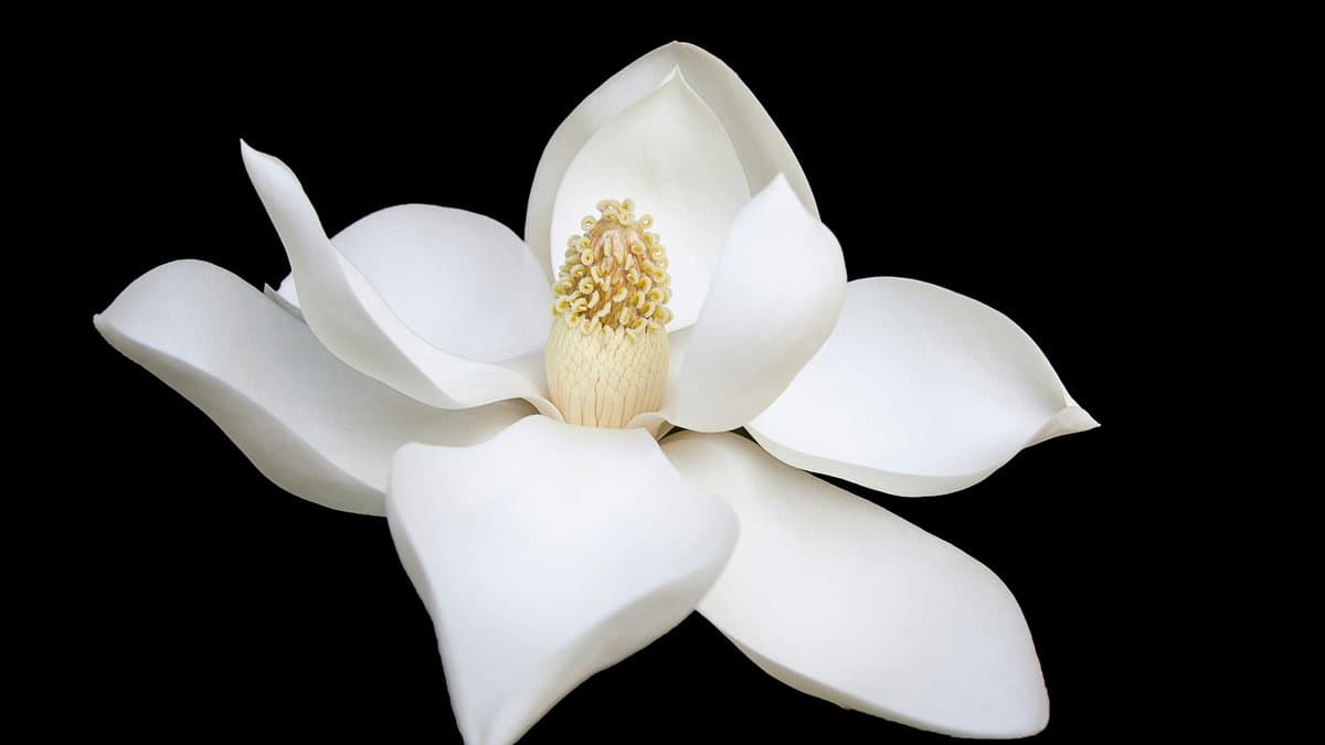 Pornography Prayer Points with Scriptures